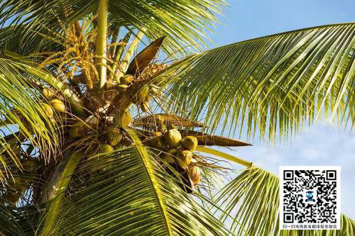 海南岛的岛树-椰子树